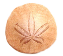 Kopie von orthobionomy sanddollar logo